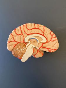 Das zentrale Nervensystem des Menschen in der Osteopathie