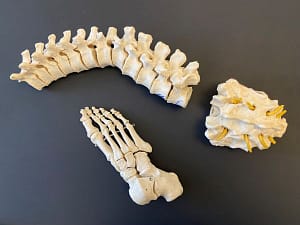 Wirbelsäule und periphere Gelenke in der Osteopathie